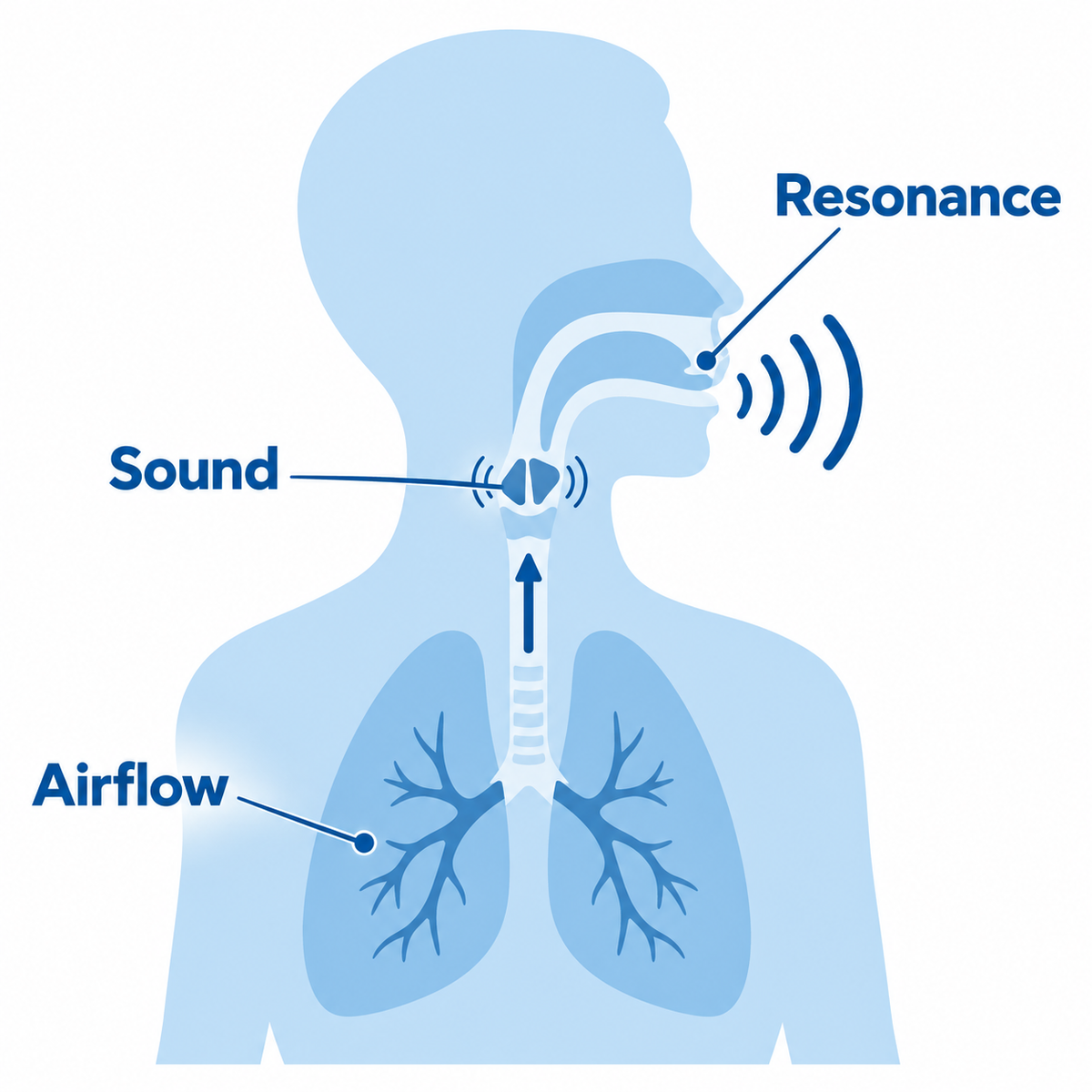 Illustration connecting airflow from the lungs, sound at the vocal folds, and resonance at the mouth.