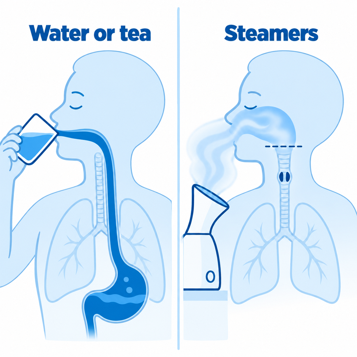 Comparison showing water or tea following the digestive route and vapor inhaled from a personal steamer.